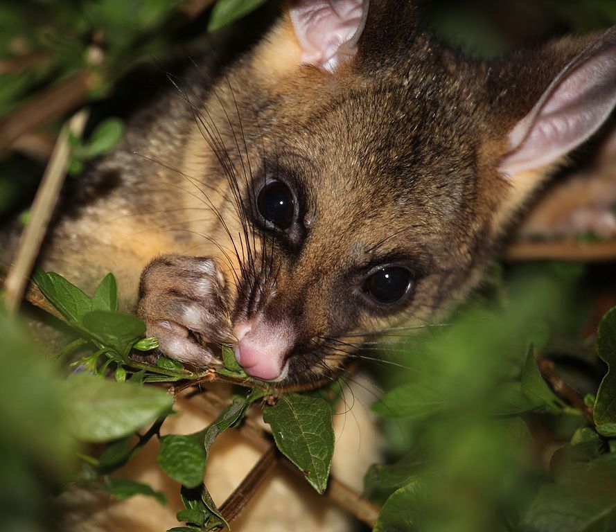 Effective Ways To Get Rid Of Possums communityprojectsafrica